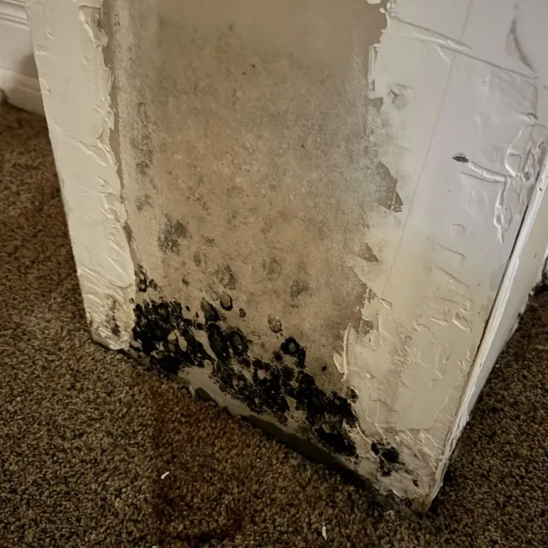 Professional Mold Removal in Tuscaloosa, AL